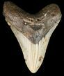 Bargain, Megalodon Tooth - North Carolina #47202-1
